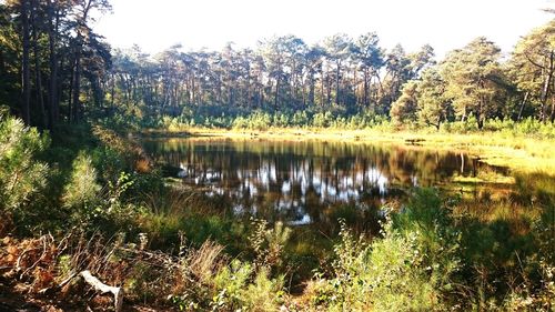 Reflection of trees in lake