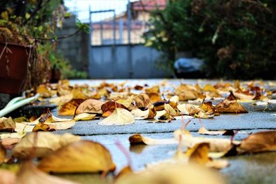 Close-up of autumn leaves