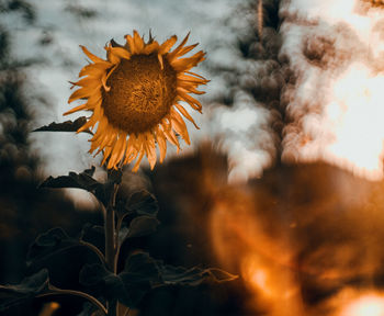 Close-up of sunflower on field