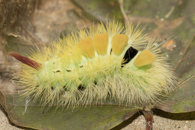 Close-up of insect on yellow flower