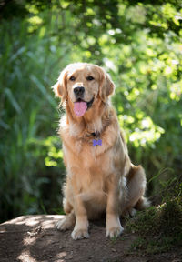 Portrait of a dog looking away