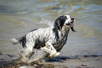 Dog on wet shore at beach