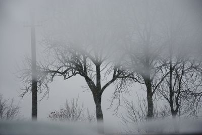 Bare trees in foggy weather