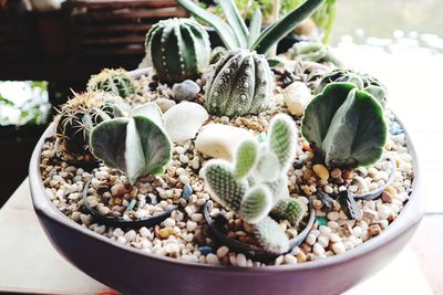 Close-up of succulent plant in bowl