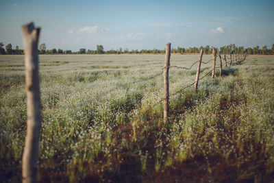 Scenic view of agricultural field against sky