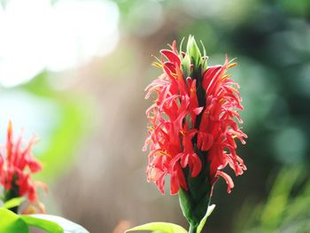 Close-up of red flowers blooming outdoors