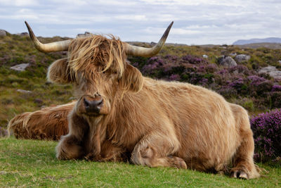 Cow standing on field