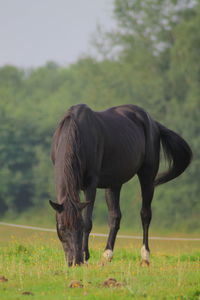 Horse standing in a field