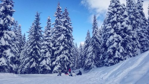 Snow covered plants and trees against sky