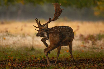 Deer on a field