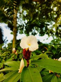 Close-up of hibiscus blooming on tree