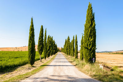 Dirt road along plants and trees against sky