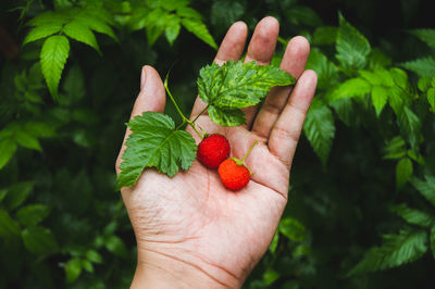 Close-up of hand holding raspberry