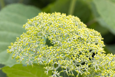 Close-up of flowering plant
