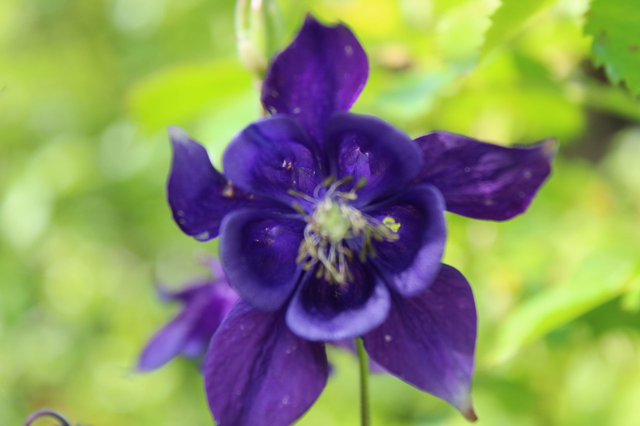 CLOSE-UP OF PURPLE BLUE FLOWER