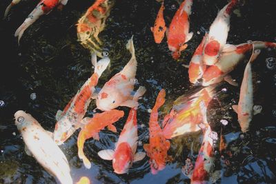 View of koi carps swimming in pond