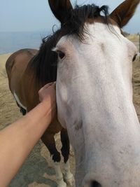 Close-up of hand feeding horse against sky