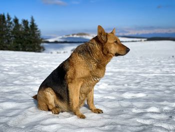 German shepherd dog sitting in the snow in the mountains