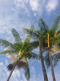 Low angle view of palm tree against sky