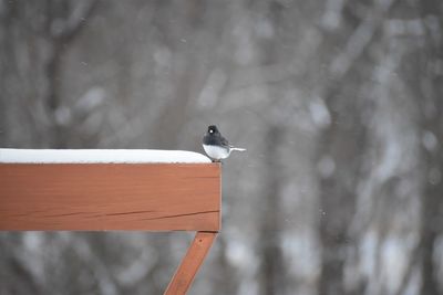 Close-up of bird perching on wood in snow