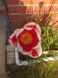 Close-up of red rose flower