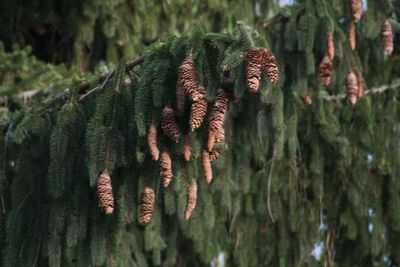 Close-up of pine cones on tree in forest