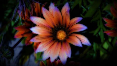 Close-up of flowers blooming outdoors