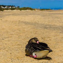 Full length of greylag goose at beach