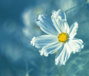 Close-up of white daisy flower