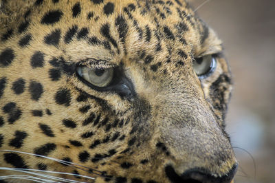 Close-up of a cat looking away