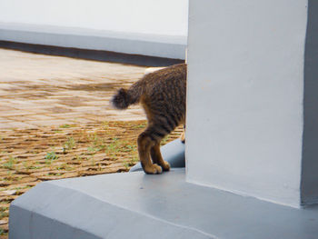 Cat walking on a wall