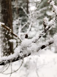 Close-up of snow on tree branch during winter