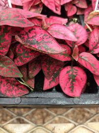 High angle view of pink leaves on plant