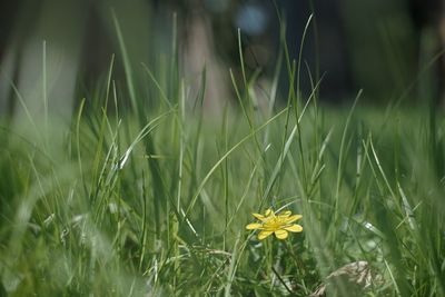 Close-up of plant growing on field