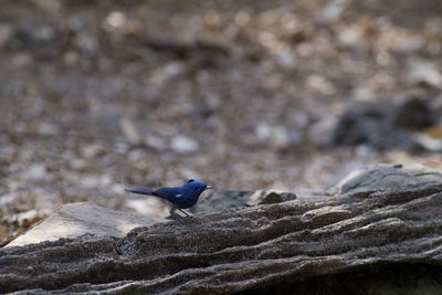 Bird perching on rock