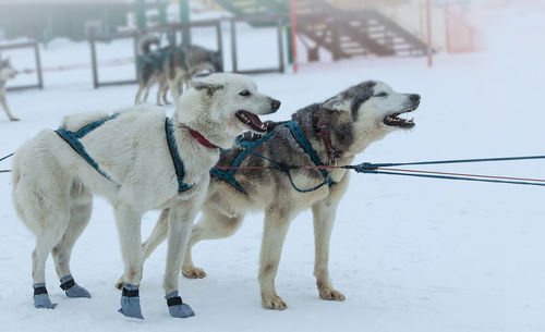 The sled used on nothing man glacier for dog sledders