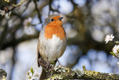 Close-up of bird perching on branch