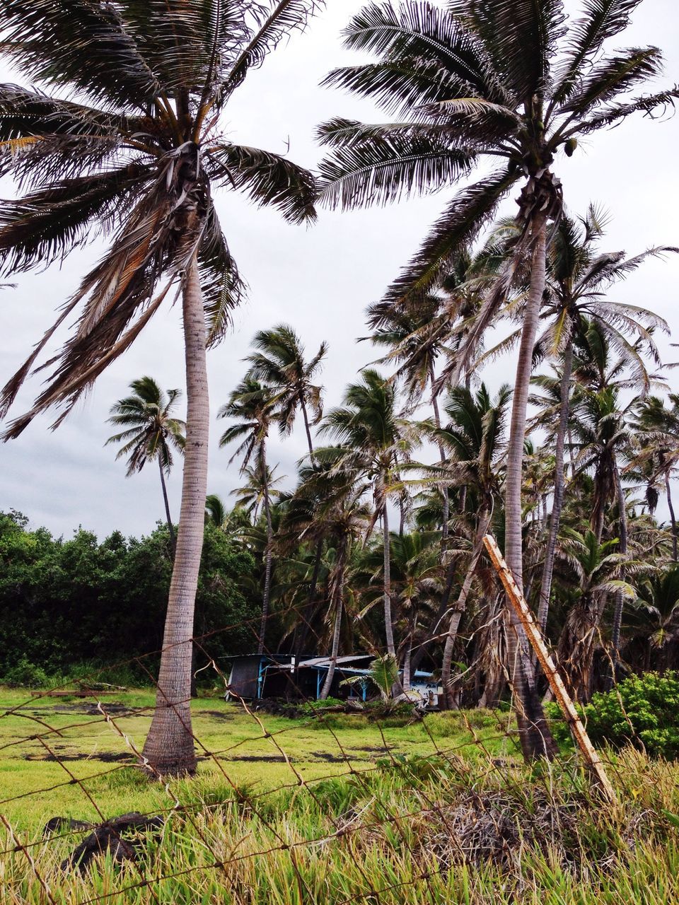 tree, grass, tree trunk, growth, tranquility, field, tranquil scene, nature, palm tree, green color, landscape, clear sky, branch, sky, beauty in nature, scenics, grassy, day, sunlight, outdoors
