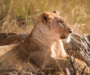 Focused lioness