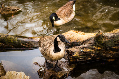 High angle view of duck swimming on lake