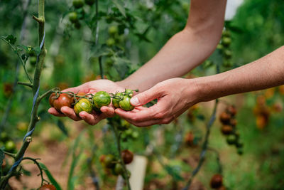 Cropped hands of woman holding tomatoes on plant