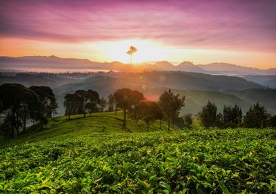 Scenic view of field against sky during sunset