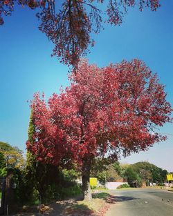 Trees in a park