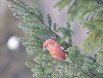 Close-up of bird perching on branch