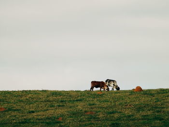 Horse grazing in a field