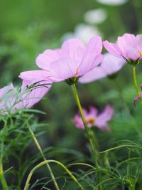 Close-up of pink flowering plant on field