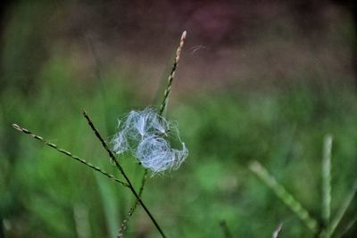 Close-up of plant against blurred background