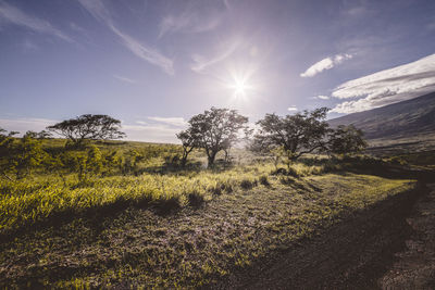 Scenic view of field against bright sun