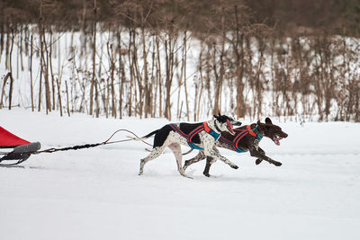 Dog on snow covered field