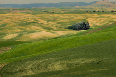 Scenic view of agricultural field